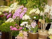 東京都国分寺市の花屋　フラワーショップ花咲